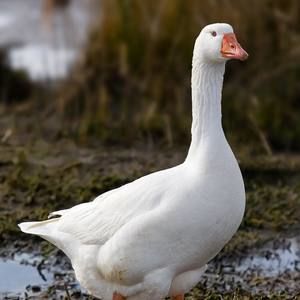 Meet your Posher, Baylor